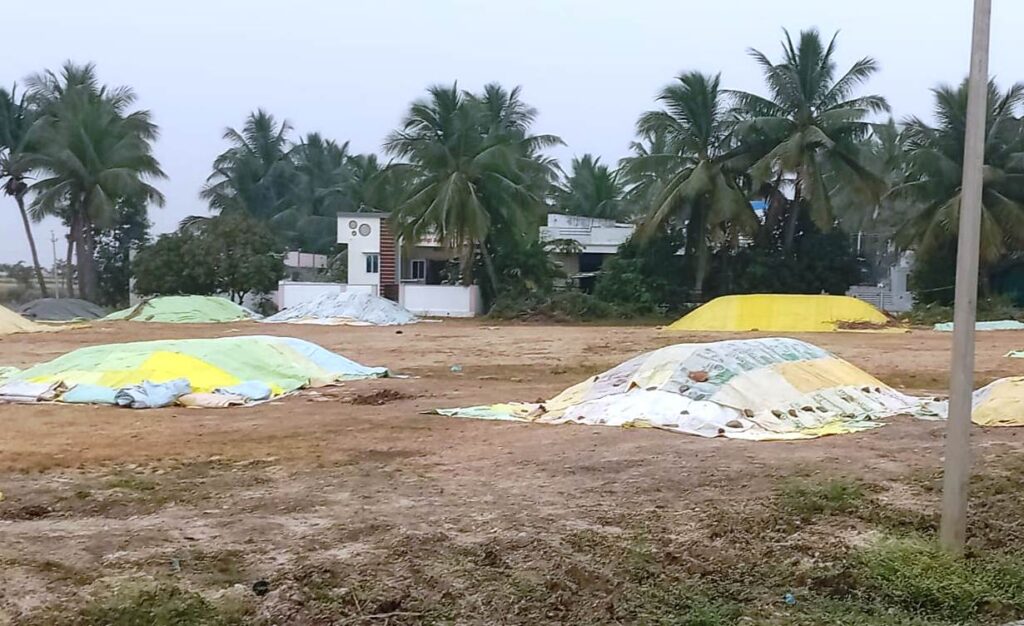 ಸಿಂಧನೂರು: ತುಂತುರು ಮಳೆ, ರೈತರಿಗೆ ಭತ್ತದ ರಾಶಿ ಸಂರಕ್ಷಣೆಯ ಆತಂಕ 1 Namma Sindhanuru Click For Breaking & Local News