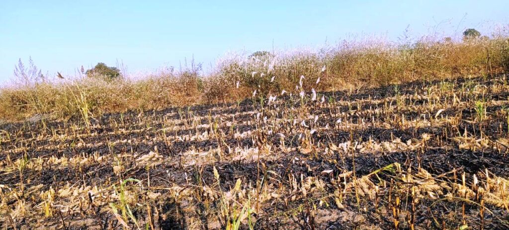 ಸಿಂಧನೂರು: ಗೋನವಾರದಲ್ಲಿ ಜೋಳದ ಮೆದೆಗೆ ಆಕಸ್ಮಿಕ ಬೆಂಕಿ, ಒಂದೂವರೆ ಎಕರೆ ಜೋಳದ ಬೆಳೆ ನಾಶ 1 Namma Sindhanuru Click For Breaking & Local News