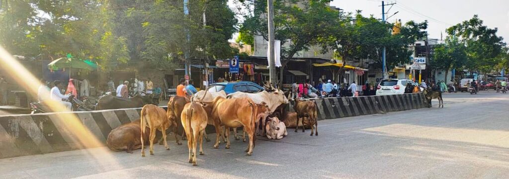 ಸಿಂಧನೂರು: ನಡು ರಸ್ತೆಯಲ್ಲಿ ಬಿಡಾಡಿ ದನಗಳು, ವಾಹನ ಚಾಲಕರ ಪರದಾಟ !! 1 Namma Sindhanuru Click For Breaking & Local News